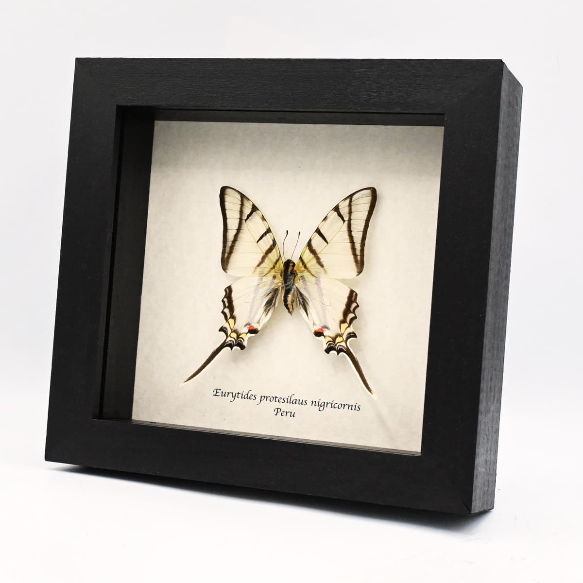 Real Zebra Swallowtail butterfly framed taxidermy - Eurytides protesilaus nigricornis