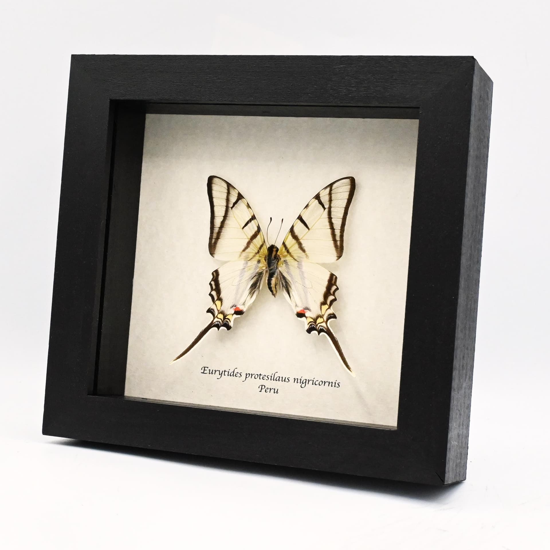 Real Zebra Swallowtail butterfly framed taxidermy - Eurytides protesilaus nigricornis