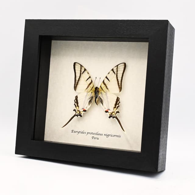 Real Zebra Swallowtail butterfly framed taxidermy - Eurytides protesilaus nigricornis