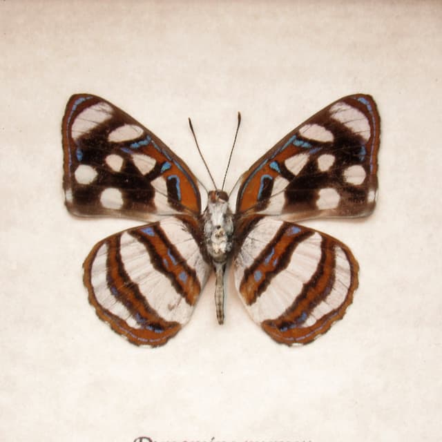 Real Metalmark butterfly framed - Dynamine myrson
