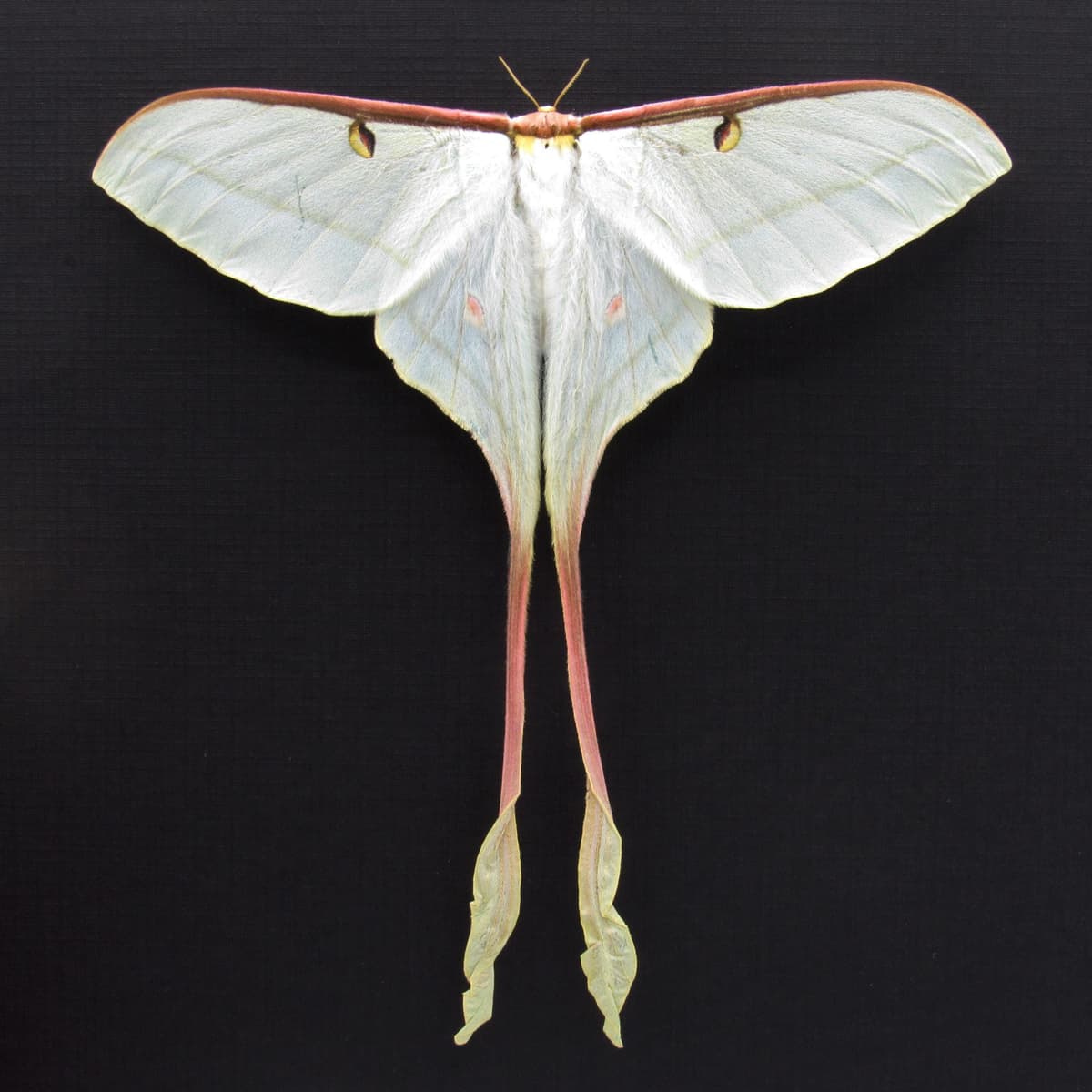 Rare XL Chinese Moon Moth framed - Actias dubernardi - female - Victorian mount