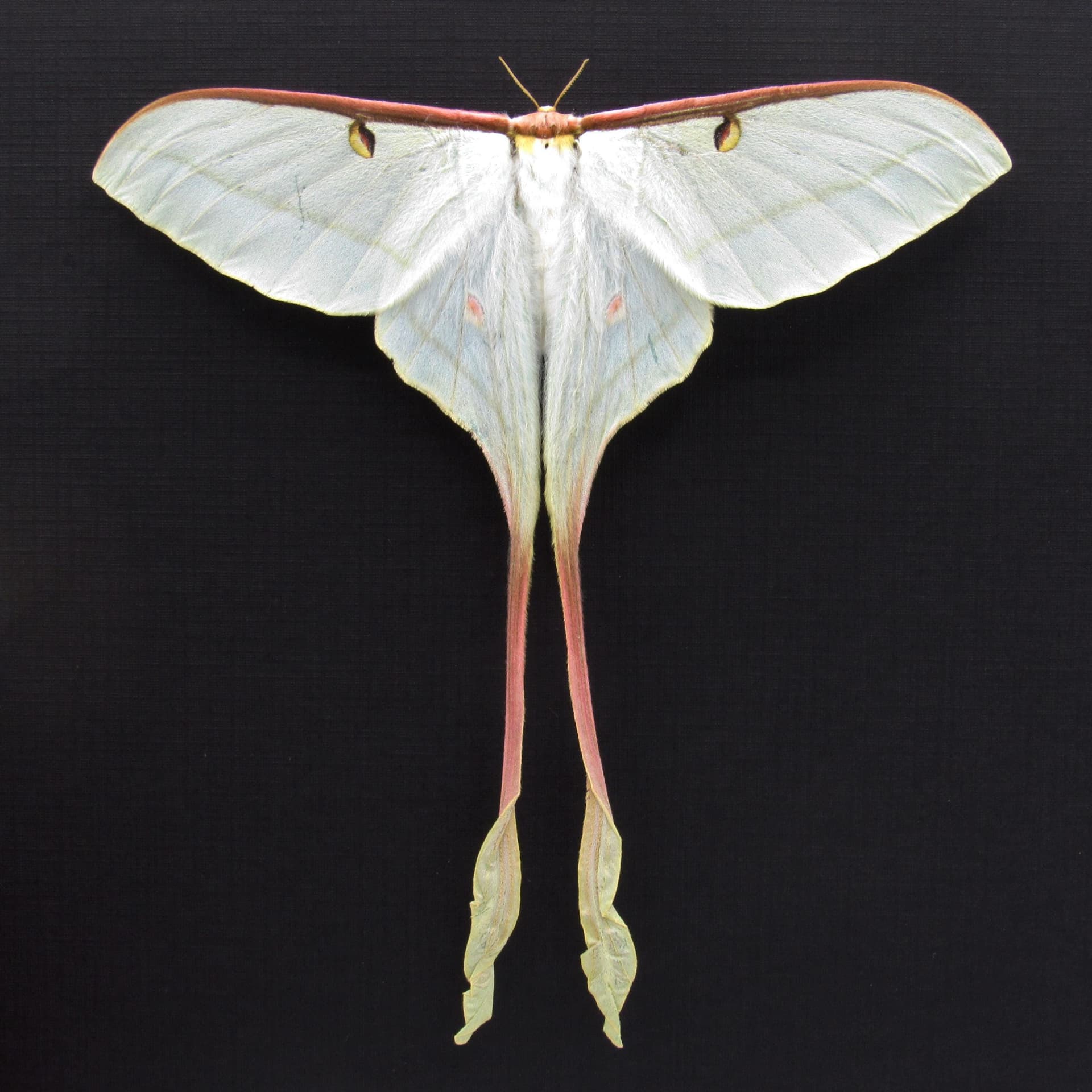 Rare XL Chinese Moon Moth framed - Actias dubernardi - female - Victorian mount