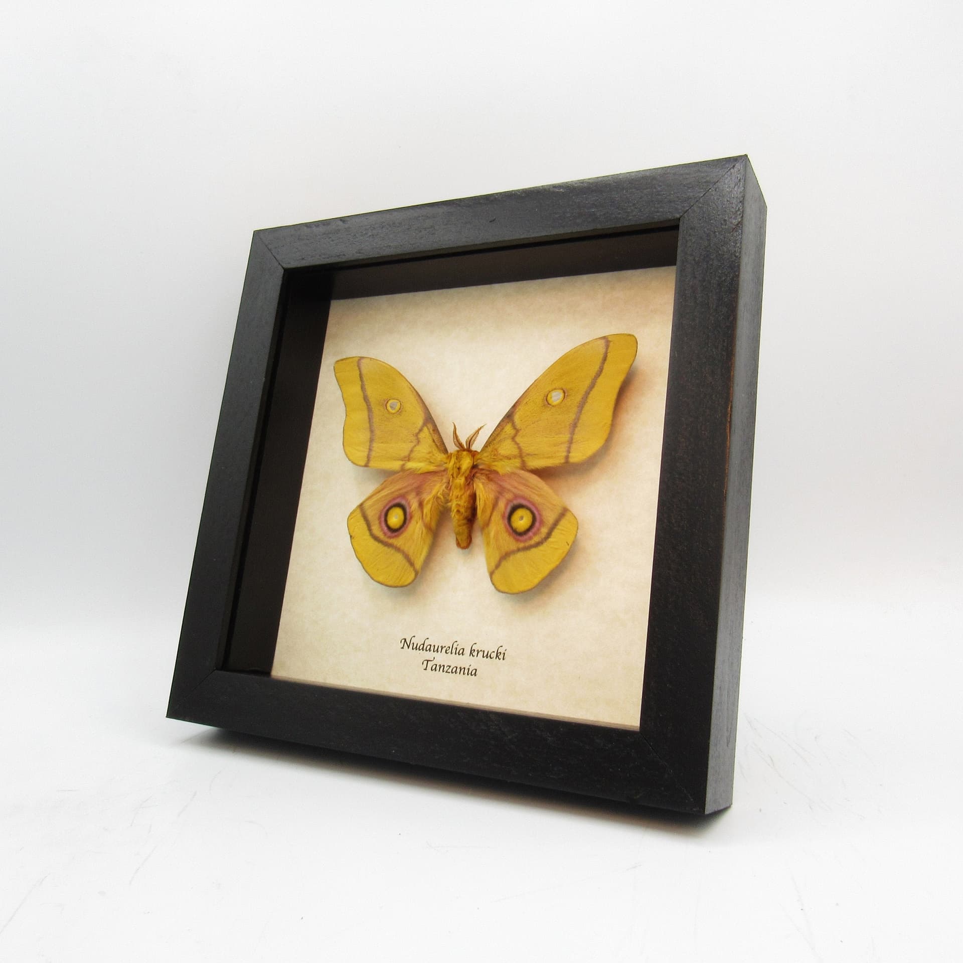 Real Giant Emperor moth framed taxidermy - Nudaurelia krucki - large size