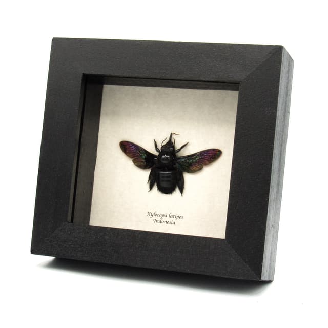 Real Giant carpenter bee framed taxidermy - Xylocopa latipes - female