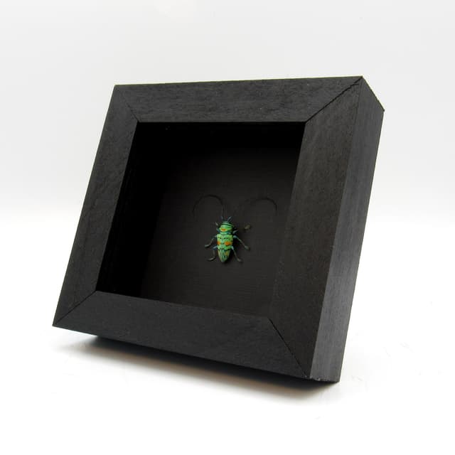 Real tiny green Longhorn beetle framed taxidermy - Sternotomis callais rufomaculata