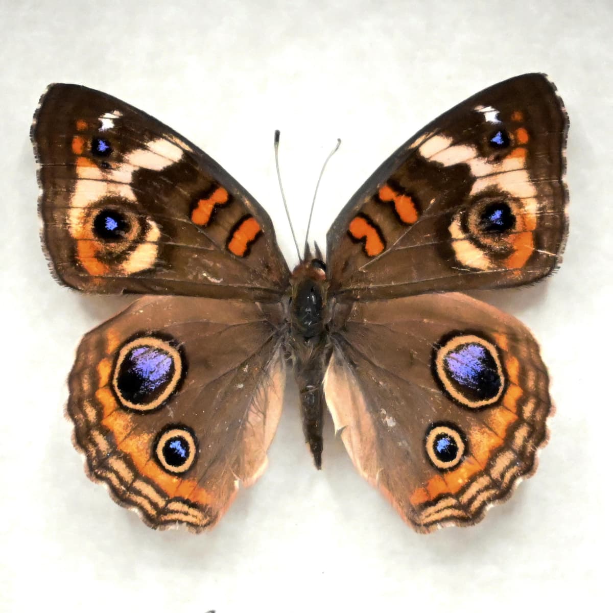 Real Buckeye butterfly framed taxidermy - Junonia coenia