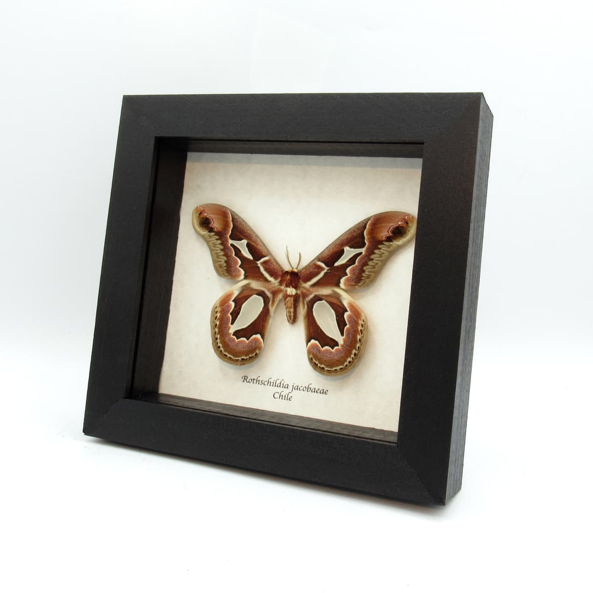 Real Saturn moth framed taxidermy - Rothschildia jacobaeae