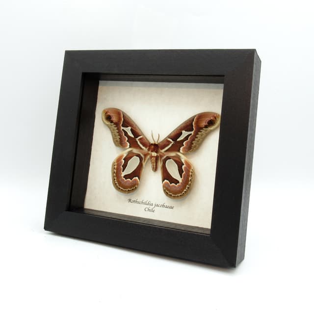 Real Saturn moth framed taxidermy - Rothschildia jacobaeae