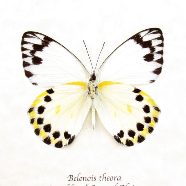 Real white butterfly framed taxidermy - Belenois theora
