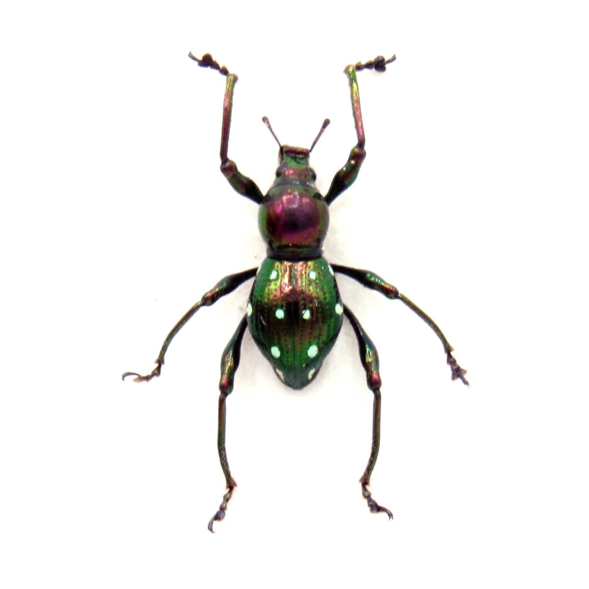 Rare metallic purple weevil beetle framed specimen - Pachyrhynchus atrocyaneus