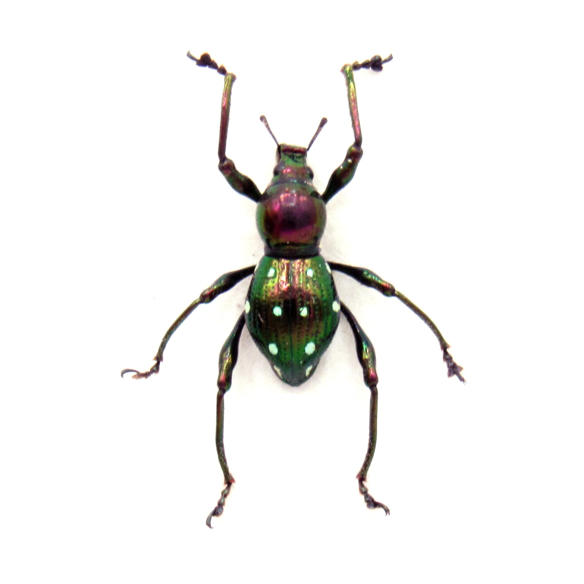 Rare metallic purple weevil beetle framed specimen - Pachyrhynchus atrocyaneus