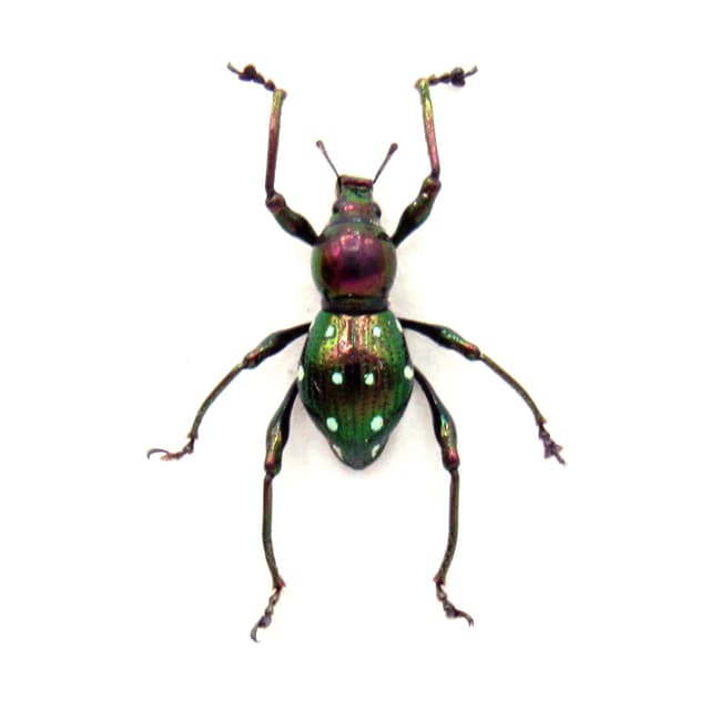 Rare metallic purple weevil beetle framed specimen - Pachyrhynchus atrocyaneus