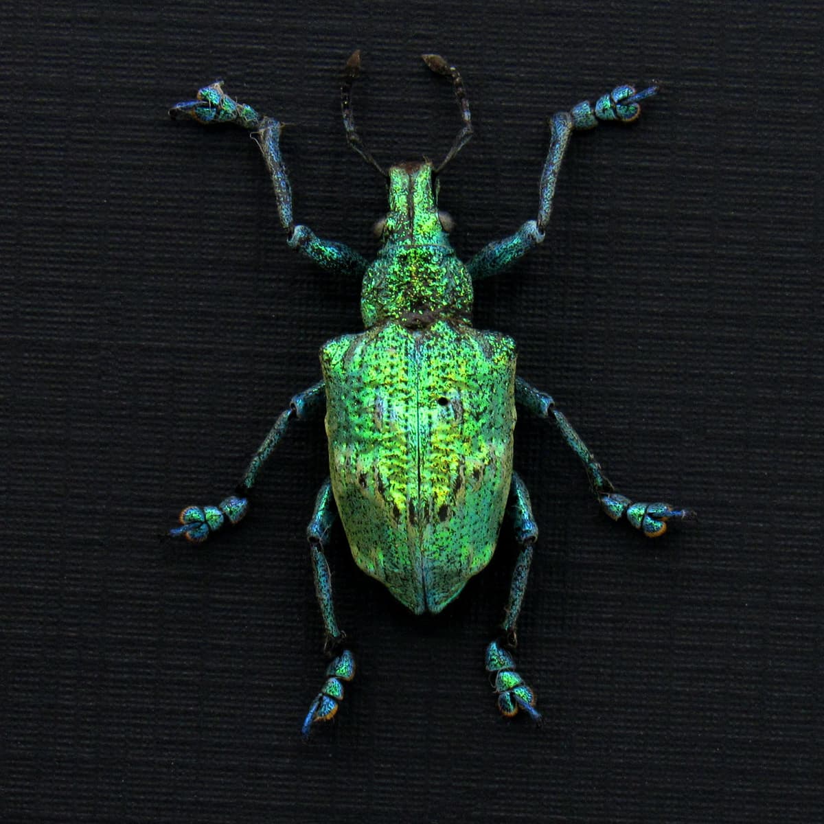 Rare extremely metallic green Weevil beetle framed taxidermy - Lamprocyphus augustus