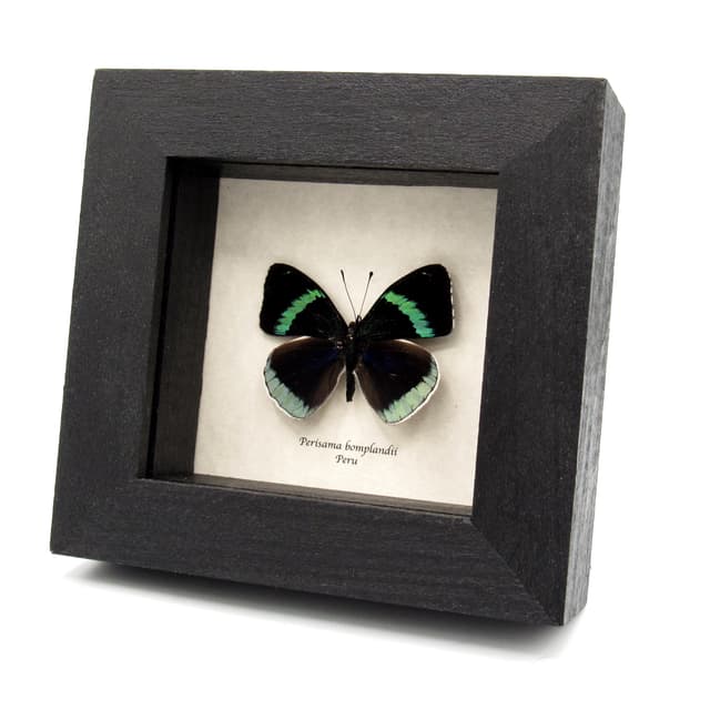 Real framed green butterfly taxidermy - Perisama bomplandii