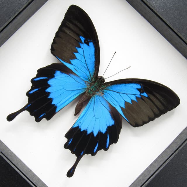 Real metallic blue butterfly framed taxidermy - Papilio ulysses telegonus