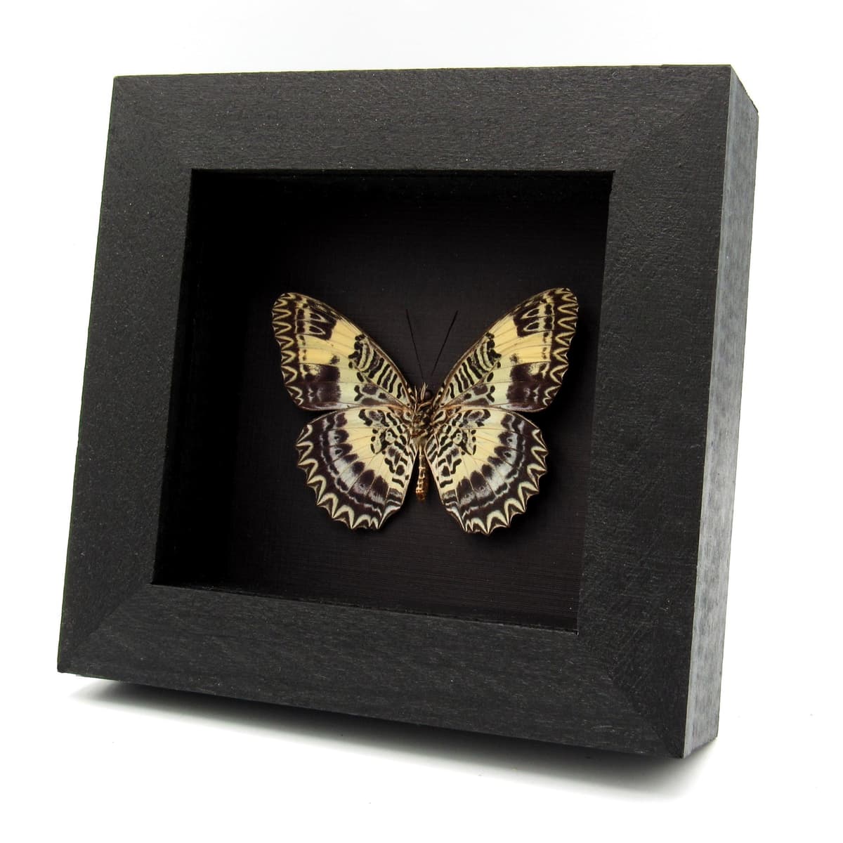 Rare lavender Lacewing butterfly framed specimen - Cethosia tambora illicibilis