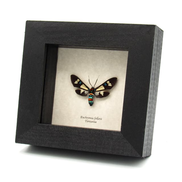 Rare metallic Arctiid Moth framed taxidermy - Euchromia foletii