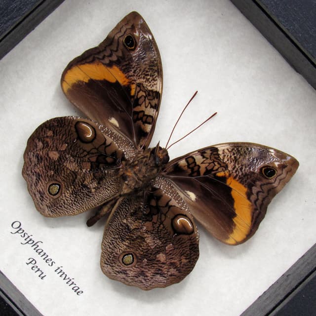 Real Owlet butterfly framed taxidermy - Opsiphanes invirae