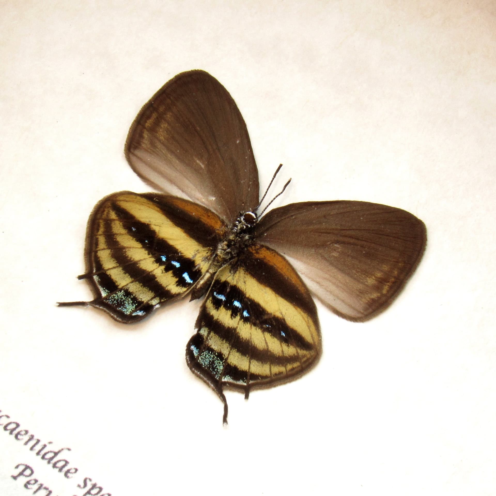 Rare Hairstreak butterfly framed taxidermy - Lycaenidae species
