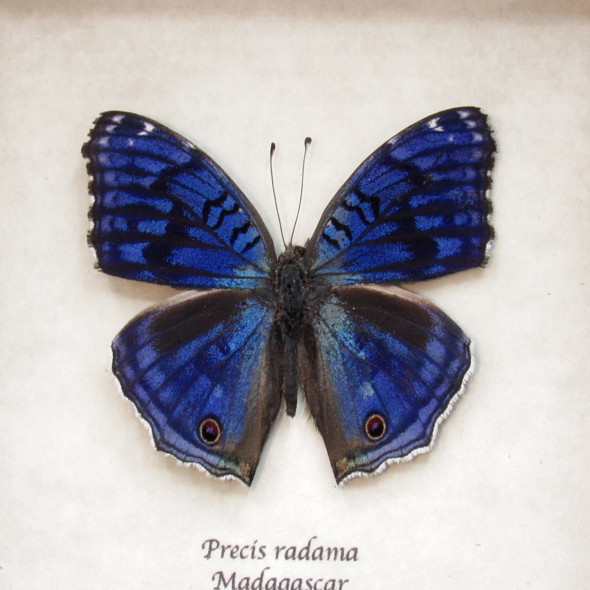 Real blue butterfly framed taxidermy - Junonia rhadama