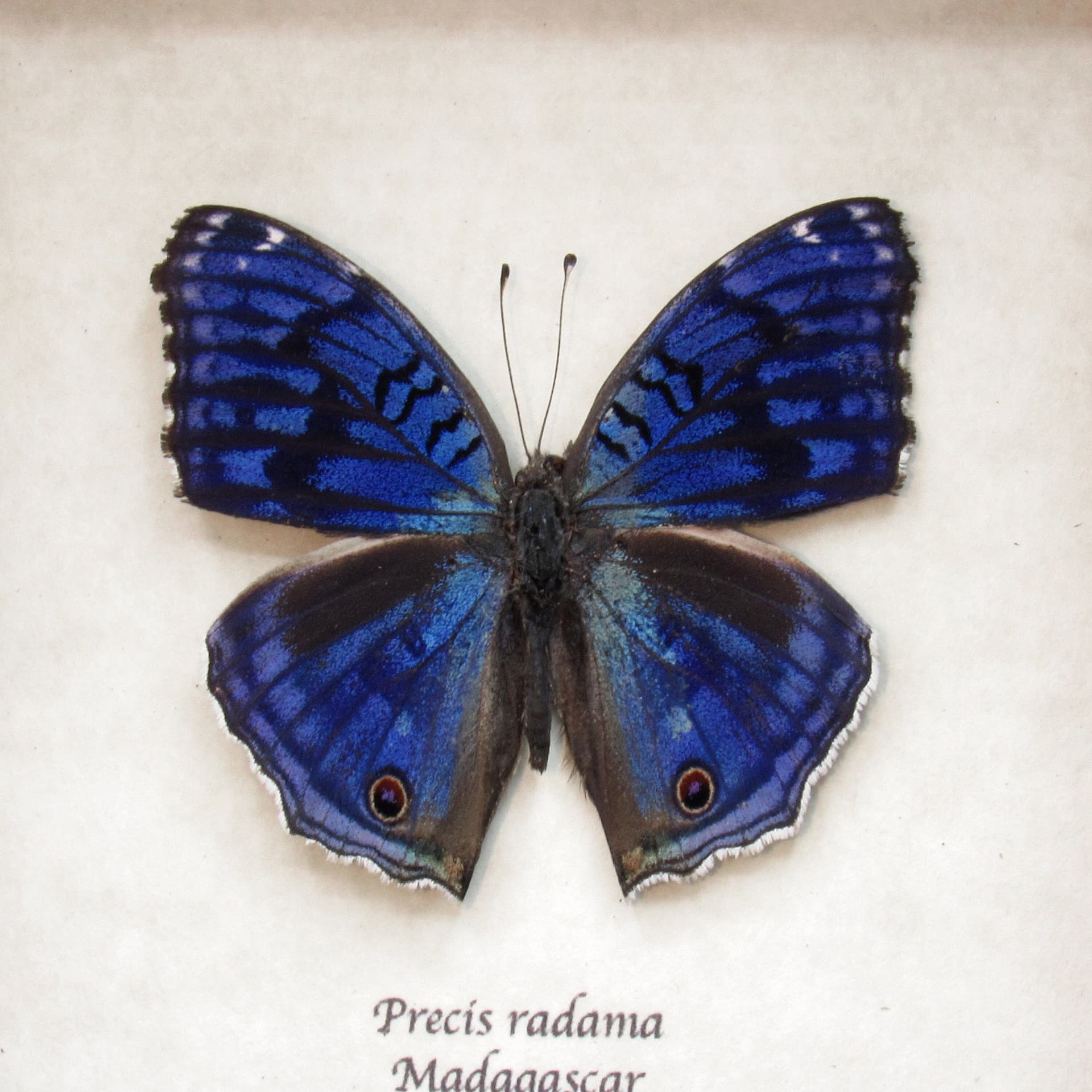 Real blue butterfly framed taxidermy - Junonia rhadama