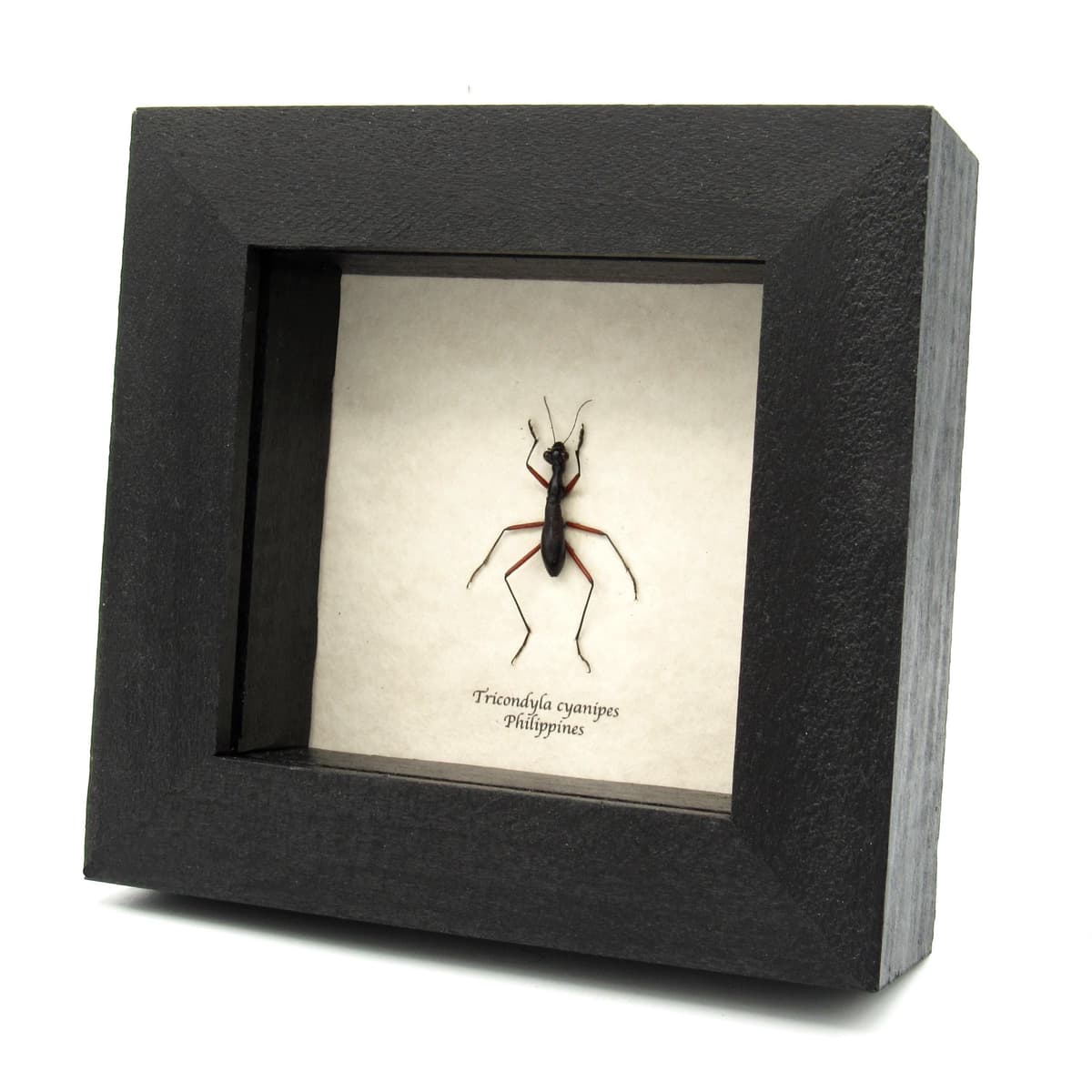 Real black Tiger Beetle framed taxidermy - Tricondyla cyanipes