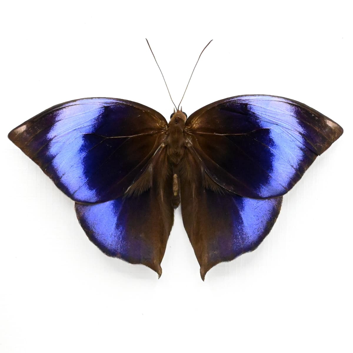 Rare purple Scarce Saturn butterfly framed taxidermy - Zeuxidia luxerii - Victorian mount