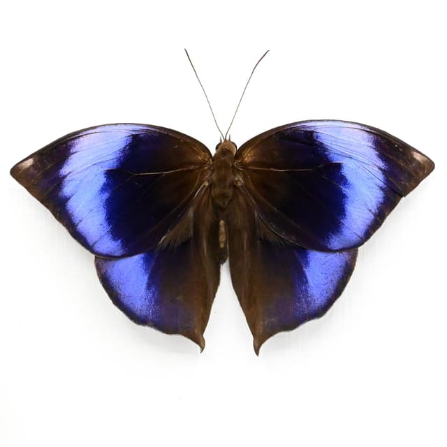 Rare purple Scarce Saturn butterfly framed taxidermy - Zeuxidia luxerii - Victorian mount