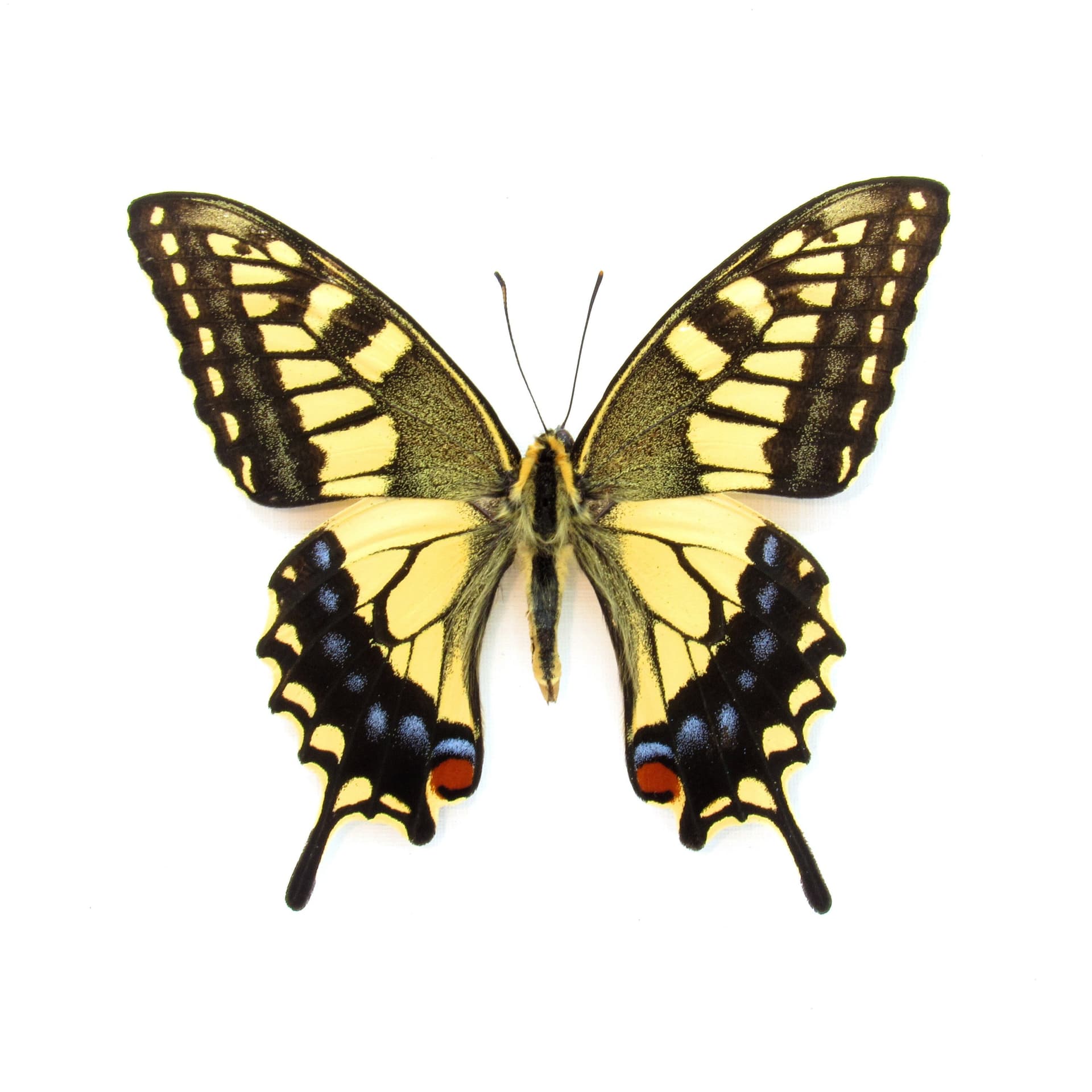 Real yellow Old World Swallowtail butterfly framed taxidermy - Papilio machaon hippocrates