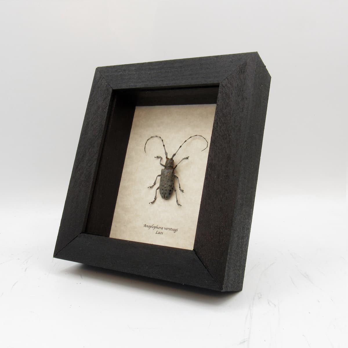Real Longhorn beetle framed taxidermy - Anoplophora versteegi
