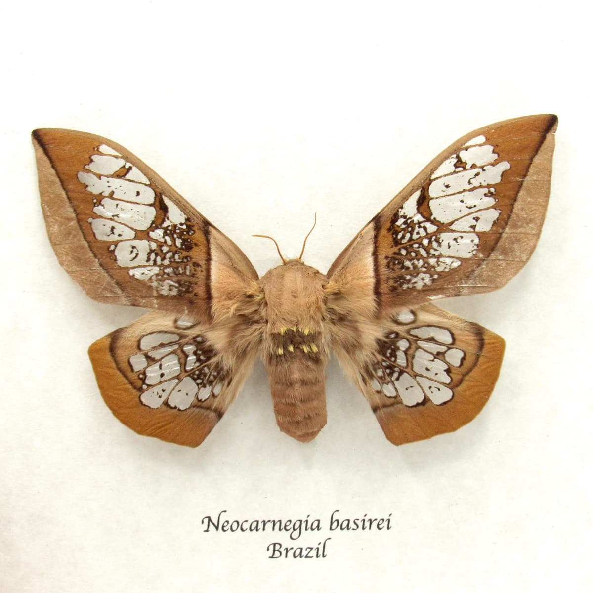 Rare Clear Wing Saturn moth framed taxidermy - Neocarnegia basirei - large female
