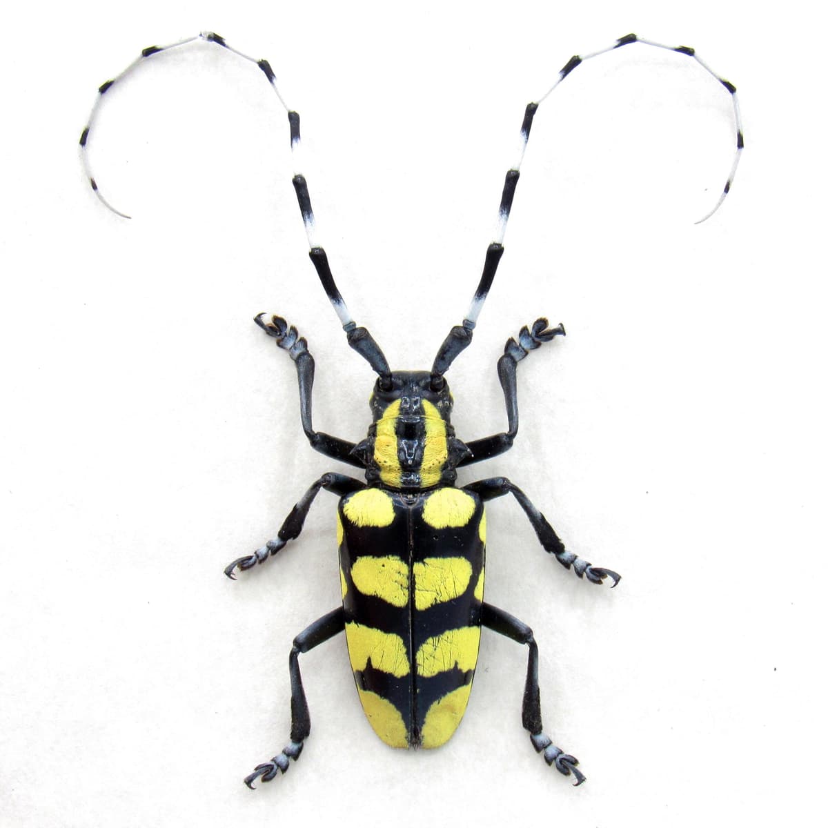 Real yellow Longhorn beetle framed taxidermy - Anoplophora horsfieldi tonkinensis