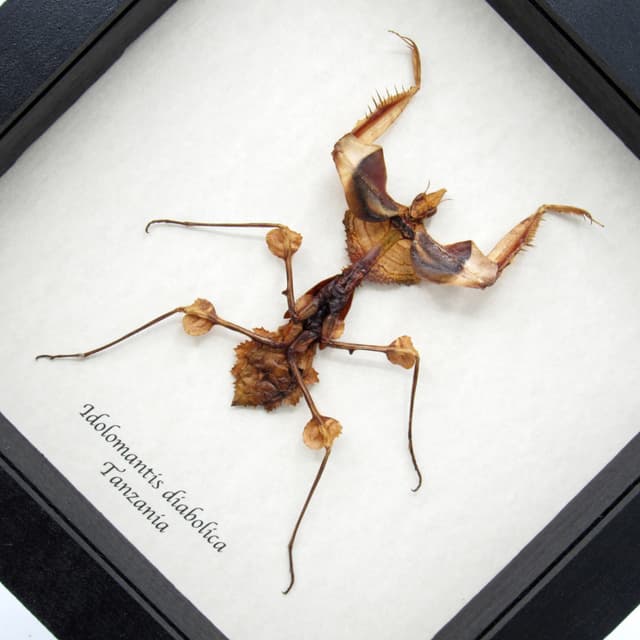 Real Devils Flower Mantis framed taxidermy - Idolomantis diabolica - large nymph