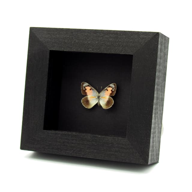 Rare pink Arab butterfly framed taxidermy - Colotis protractus