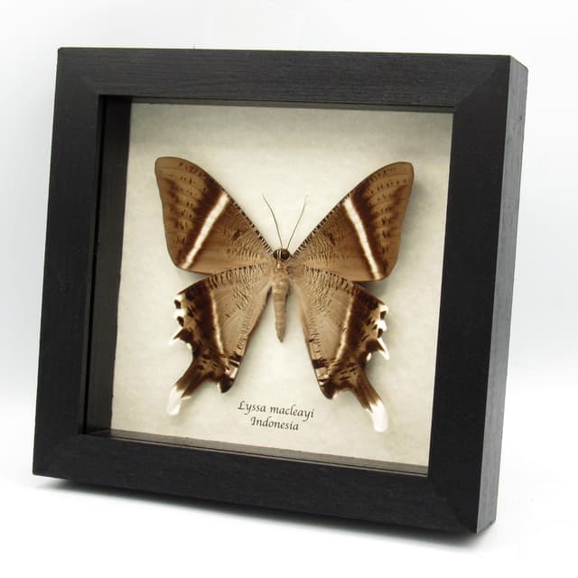 Giant Tropical Swallowtail Moth framed taxidermy - Lyssa macleayi