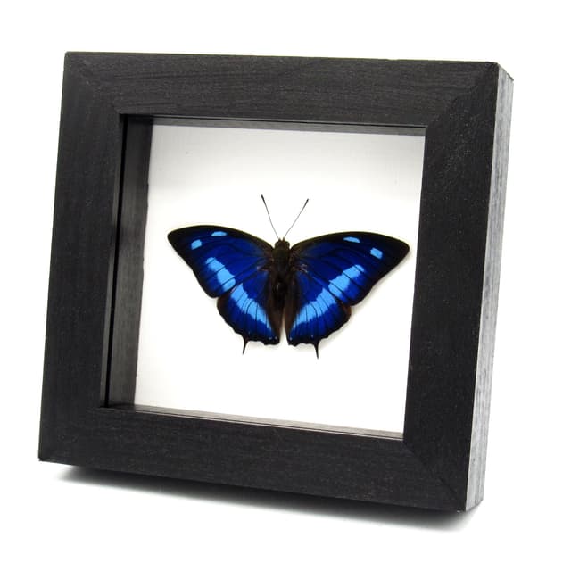 Real iridescent blue butterfly framed taxidermy - Anaea cyanea - Victorian mount