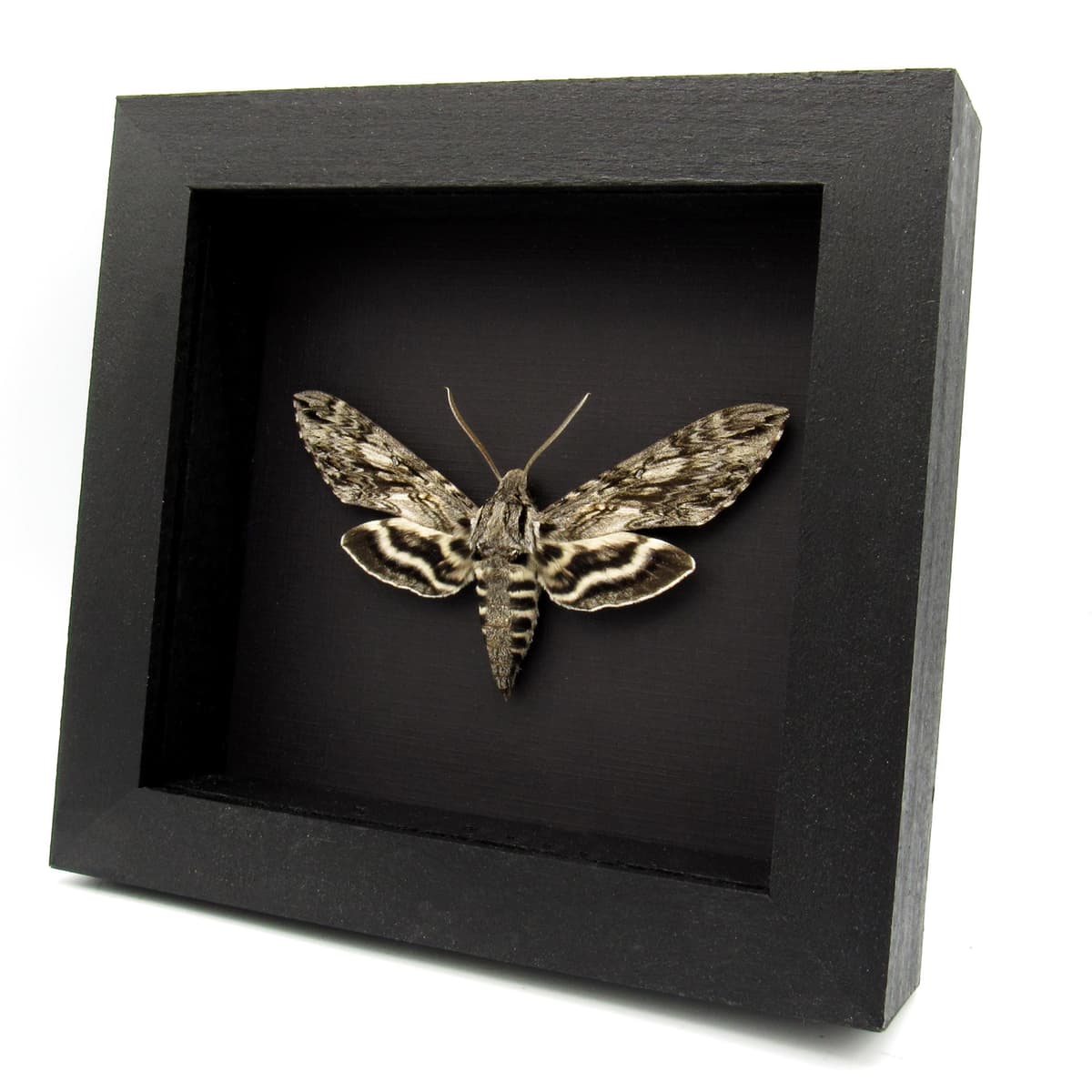 Real grey Plebeian Sphinx moth framed taxidermy - Paratrea plebeja