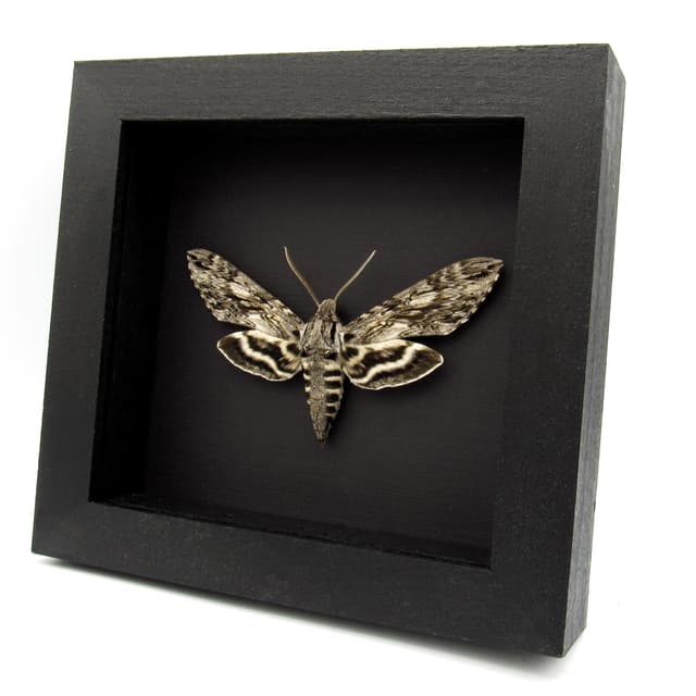 Real grey Plebeian Sphinx moth framed taxidermy - Paratrea plebeja