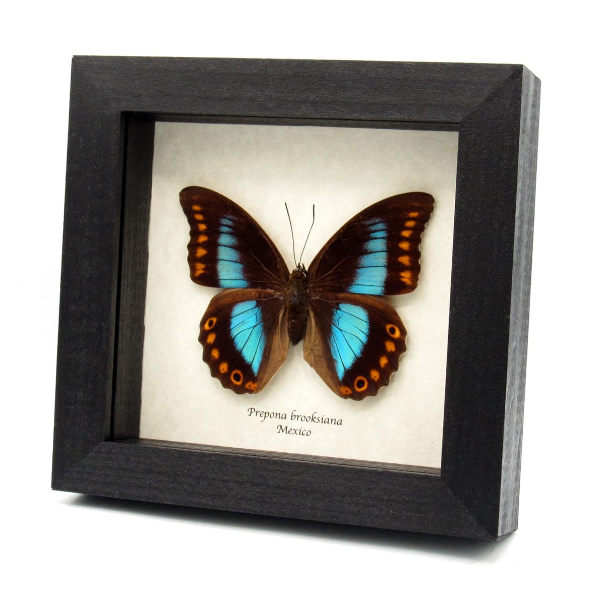 Rare Brush-footed metallic butterfly framed taxidermy - Prepona brooksiana - XL female