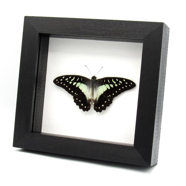 Real pale green Great Jay butterfly framed taxidermy - GGraphium eurypylus - Victorian mount