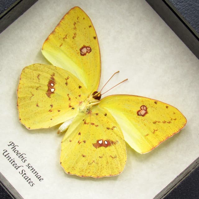 Real yellow Cloudless Sulphur butterfly framed taxidermy - Phoebis sennae - female