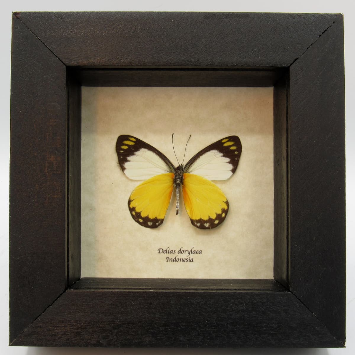 Real yellow framed taxidermy butterfly - Delias dorylaea