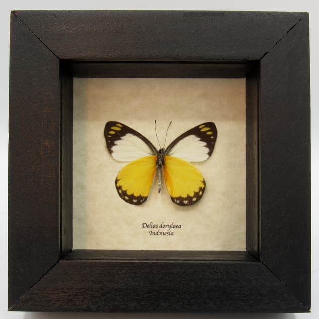 Real yellow framed taxidermy butterfly - Delias dorylaea
