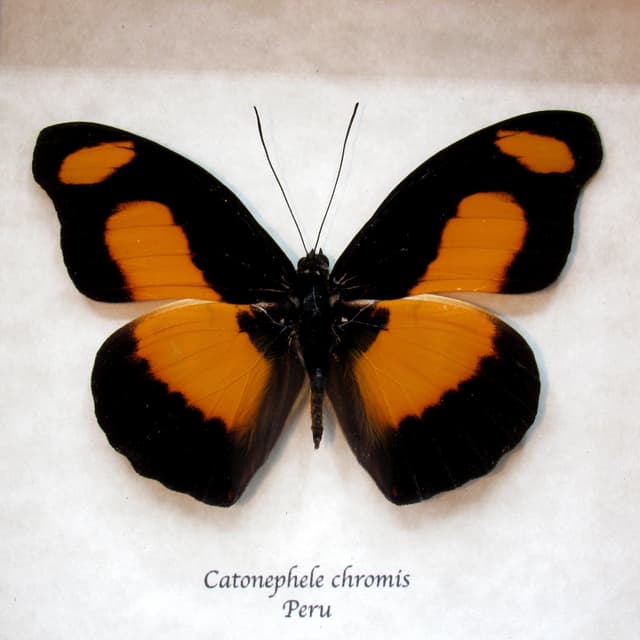 Real Chromis Firewing butterfly framed taxidermy - Catonephele  chromis
