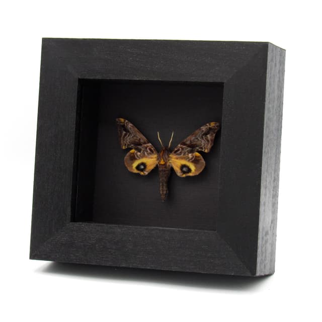 Real Small-eyed Sphinx moth framed taxidermy - Paonias myops