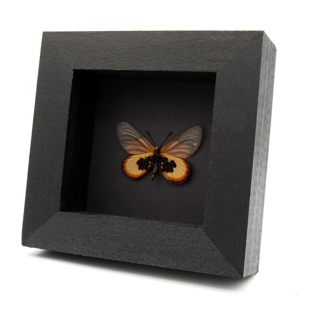 Real African Glasswing butterfly framed taxidermy - Acraea insignis - female