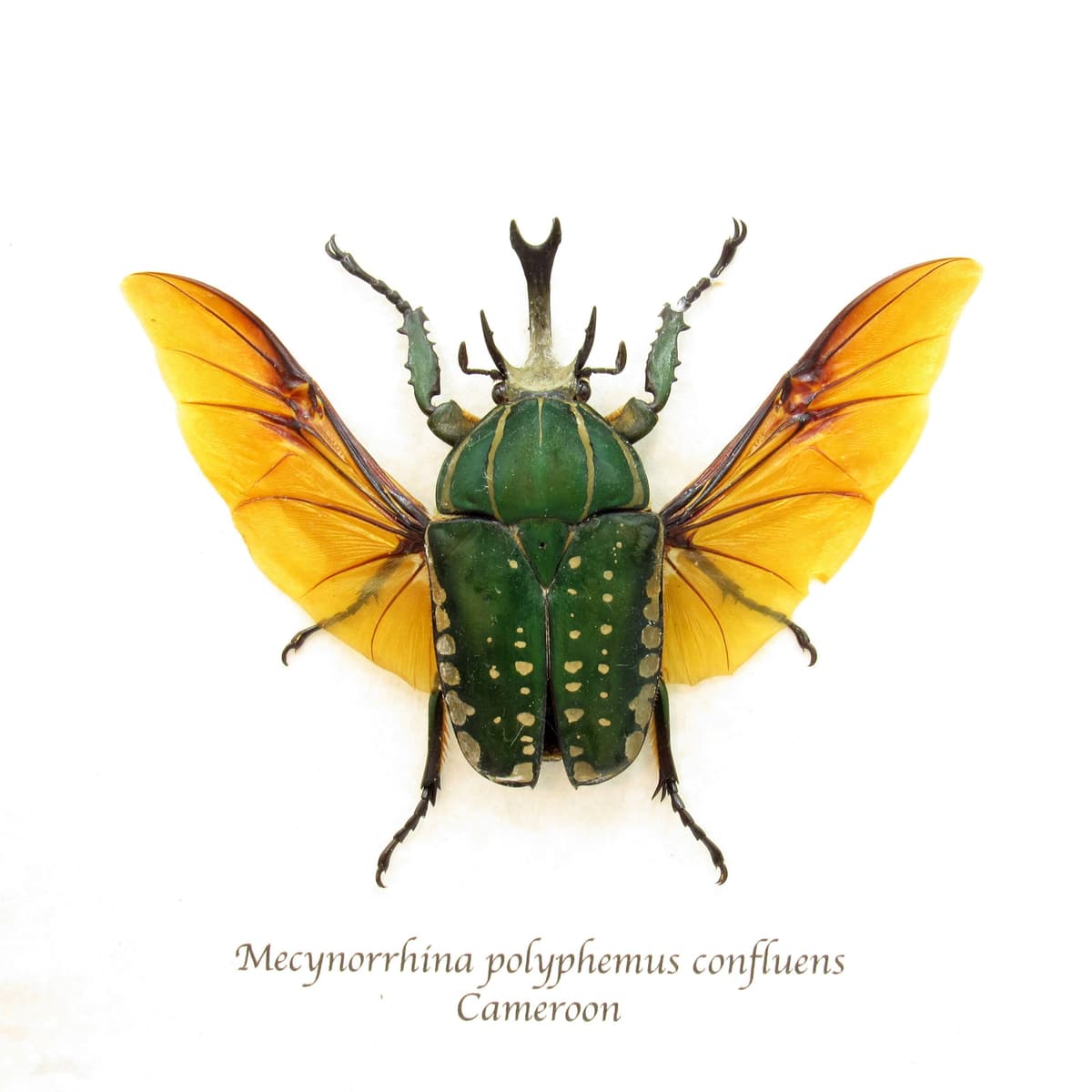 Very large real Scarab beetle framed taxidermy - Mecynorrhina polyphemus confluens