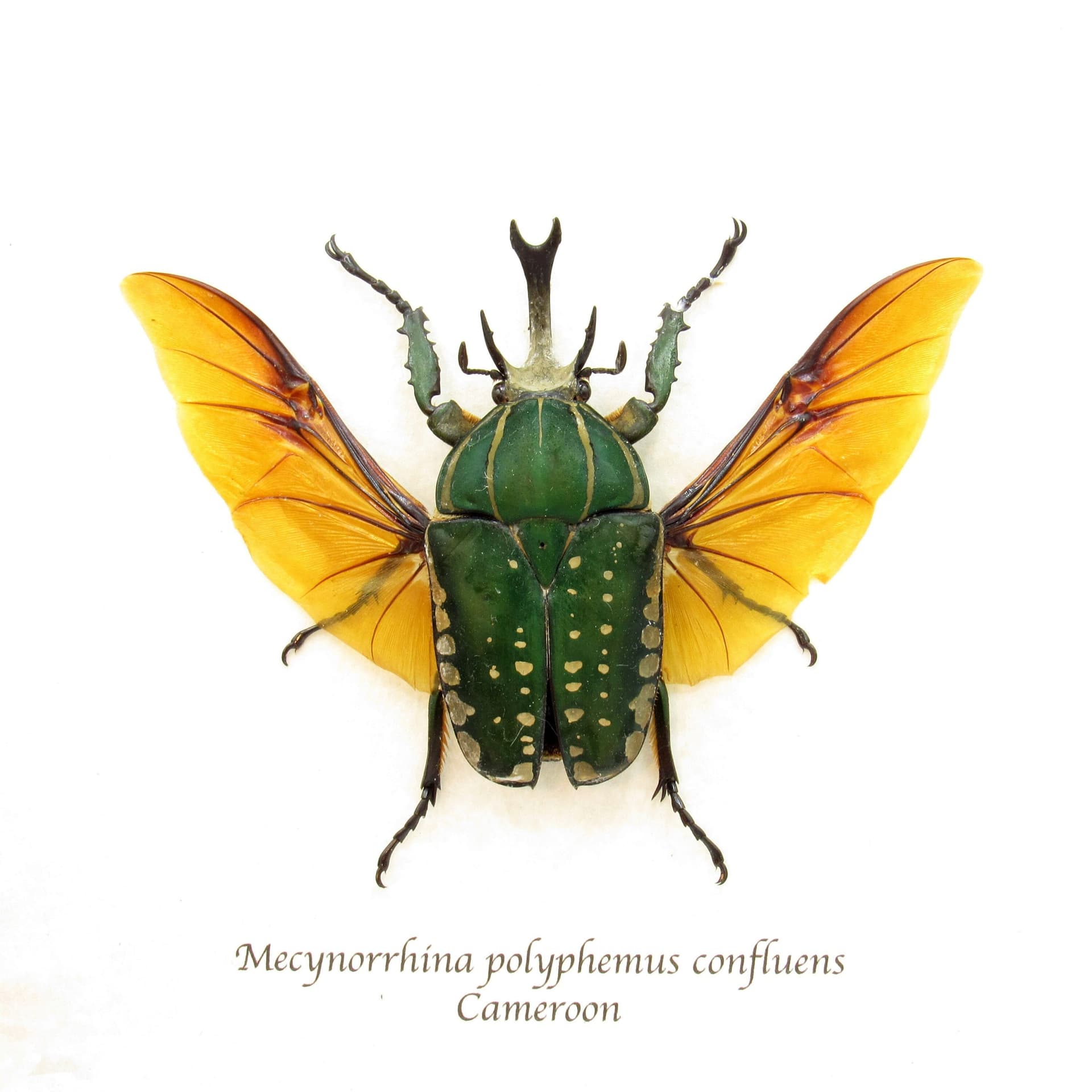 Very large real Scarab beetle framed taxidermy - Mecynorrhina polyphemus confluens