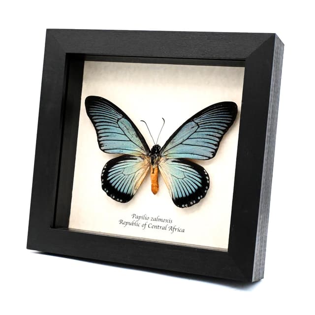 Real Giant Blue Swallowtail butterfly framed taxidermy - Papilio zalmoxis