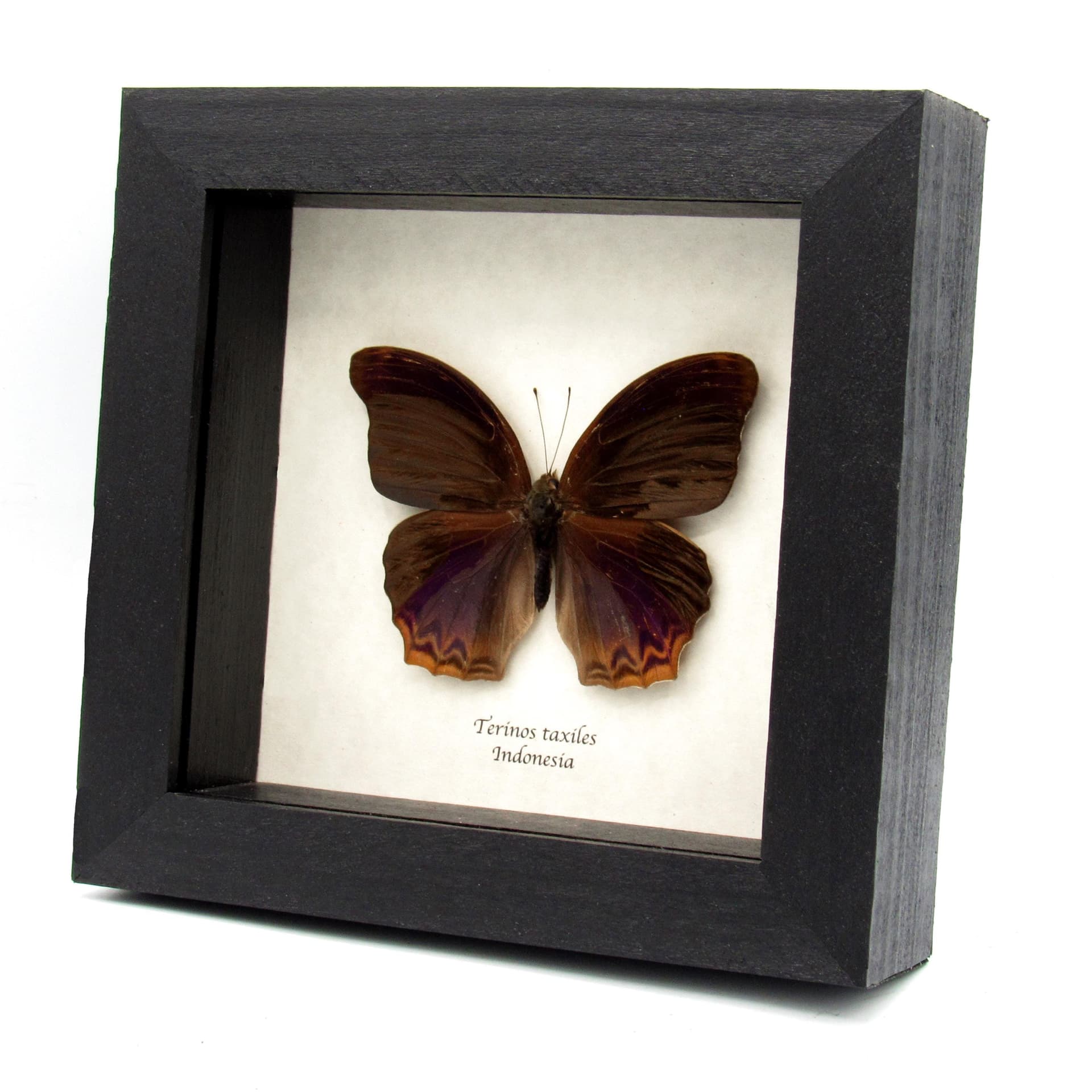 Rare purple butterfly framed specimen - Terinos taxiles